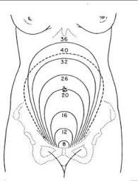 195x255 Uterus Size By Week Diagram Anyone Have It