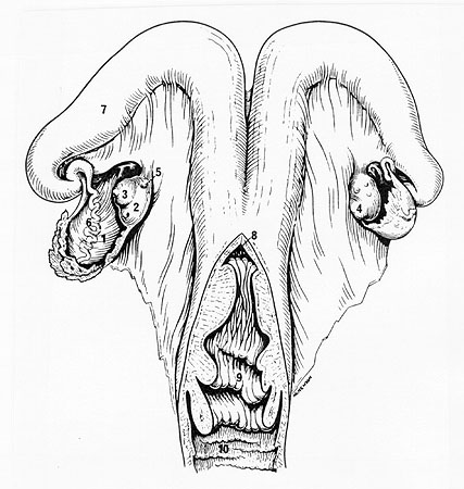 427x450 Female Anatomy And Histology Pictures