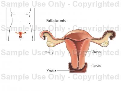 400x300 Uterus