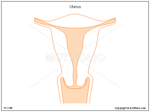 500x375 Uterus Illustrations