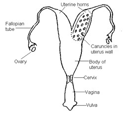 250x230 Ewe Reproductive Tract