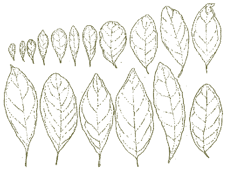 780x583 Observed Variation In Leaf Size And Shape Within H. Bakeri Is