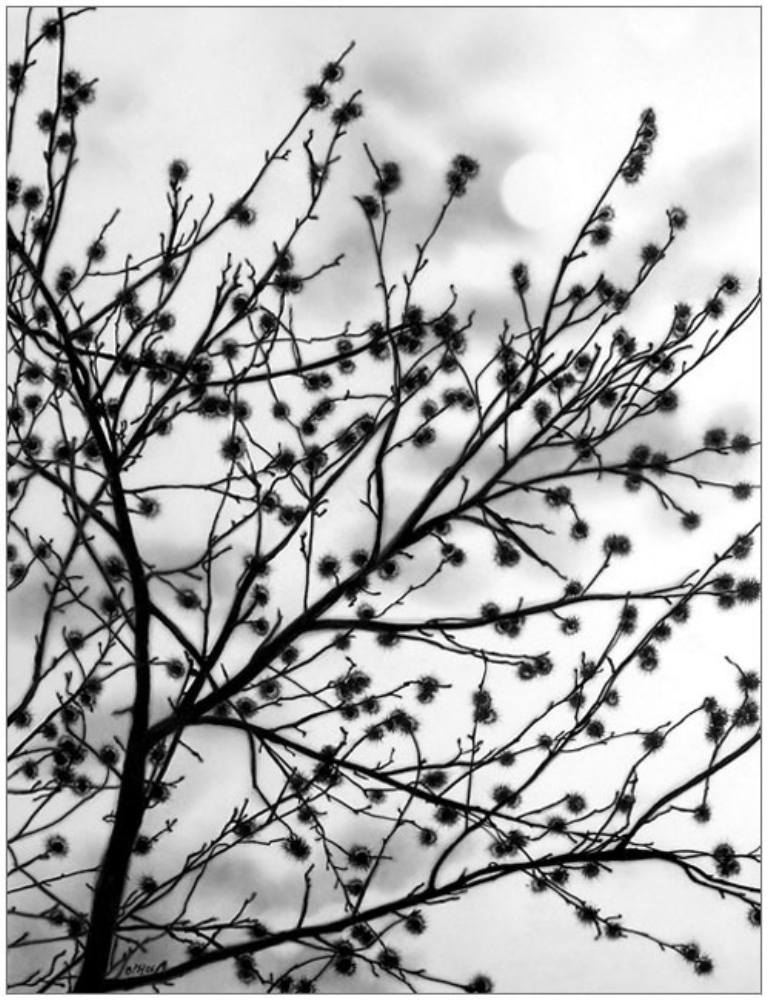 770x1003 Saatchi Art Velvet Drawing By Hildenbrand