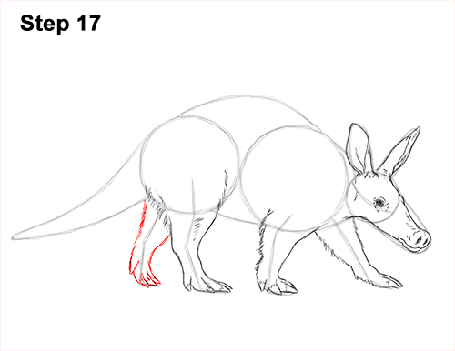 500x386 How To Draw An Aardvark