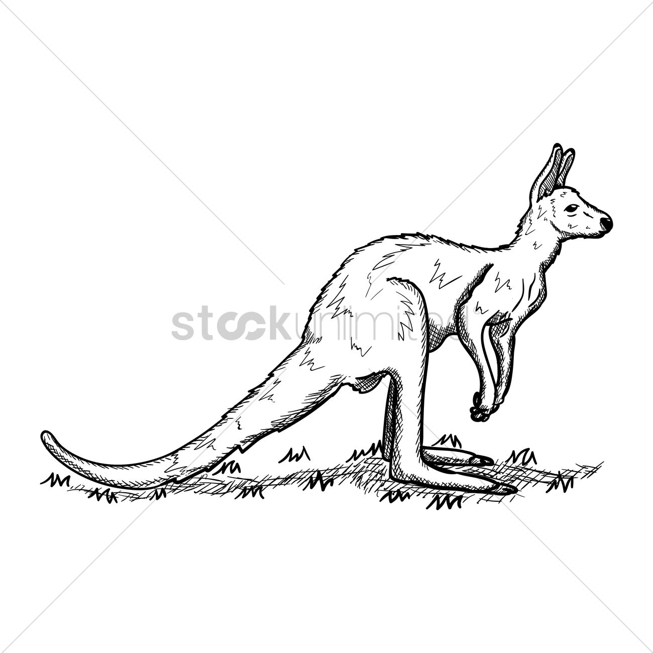 1300x1300 Kangaroo Vector Image