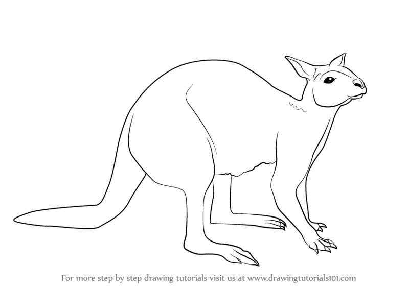 800x566 Learn How To Draw A Kangaroo Sitting (Zoo Animals) Step By Step