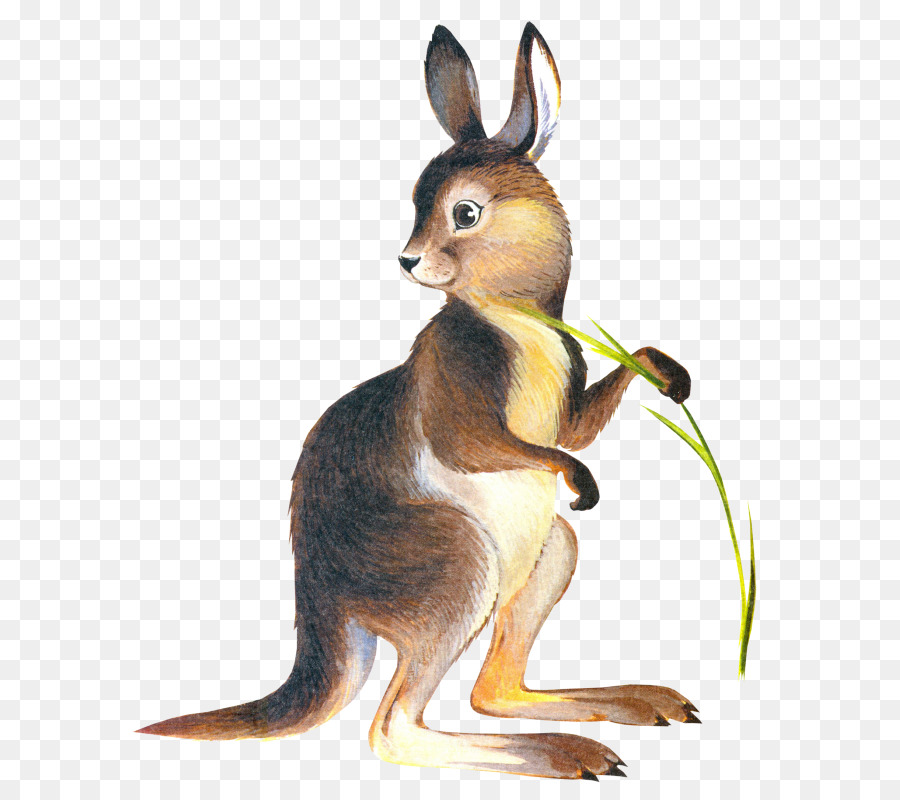 900x800 Kangaroo Drawing Marsupial Clip Art