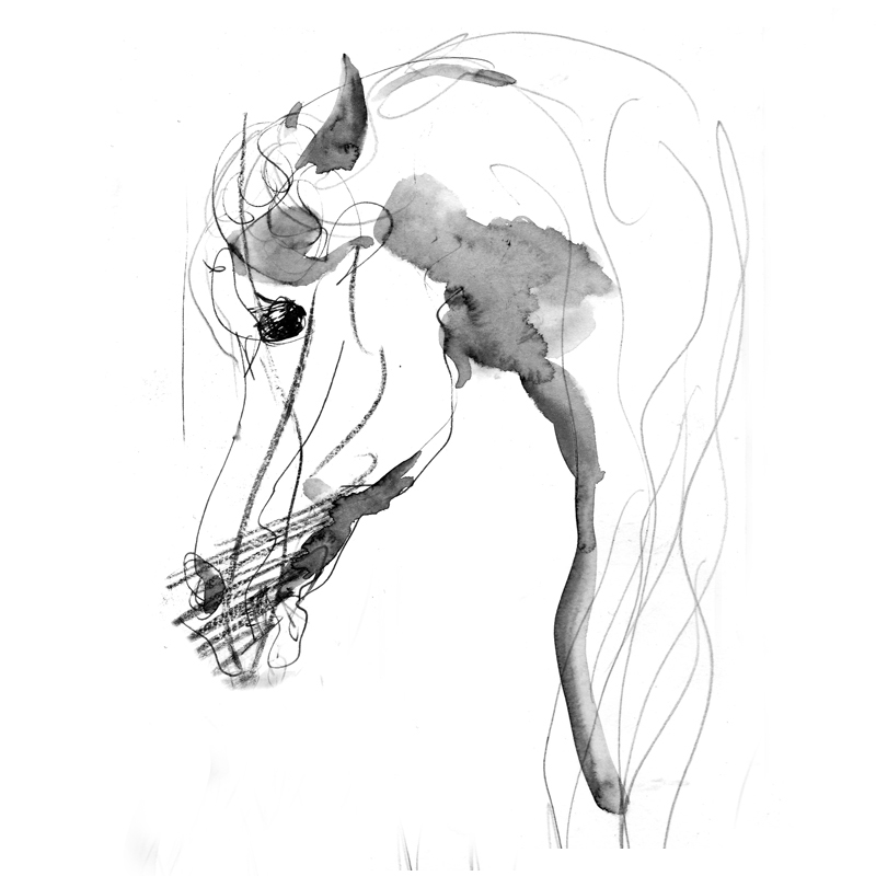 800x800 Wary Eye Horse Drawing In Ink And Wash