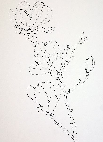 438x600 Pink Magnolia Pen And Ink Sketch Ready For Watercolor Wash