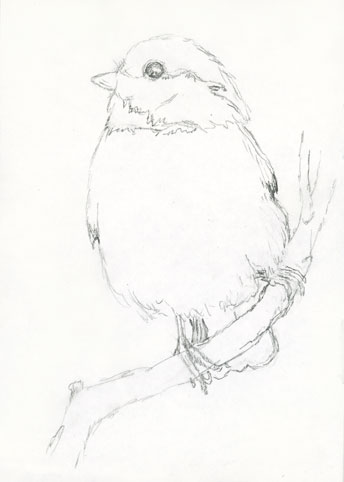 344x482 Sbwatercolors And Sketching Black Capped Chickadee