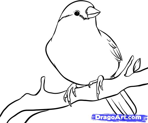 618x514 Pictures How To Draw State Bird,