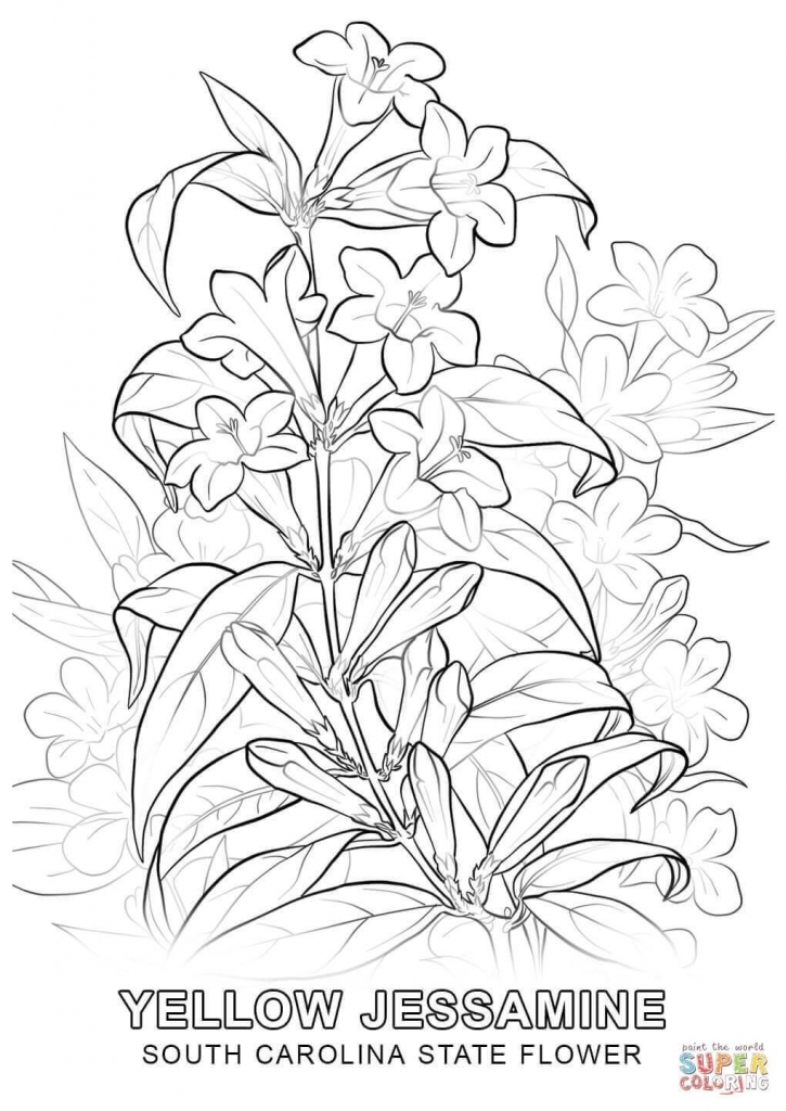 725x1024 Fascinating South Carolina State Flower Coloring Page Printable