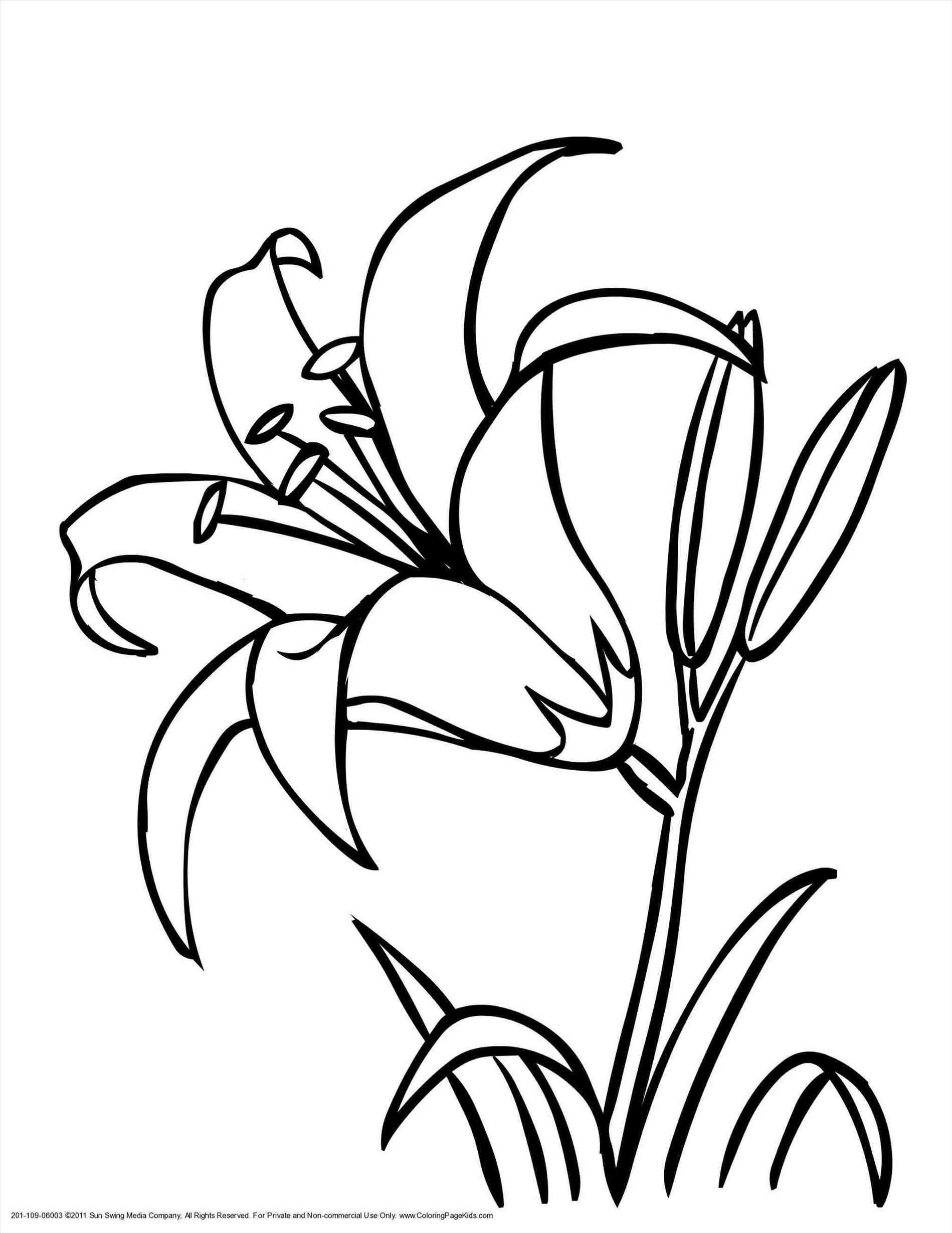1899x2459 Lily Flower Drawing Outline Tiger Lily Drawing Coloring