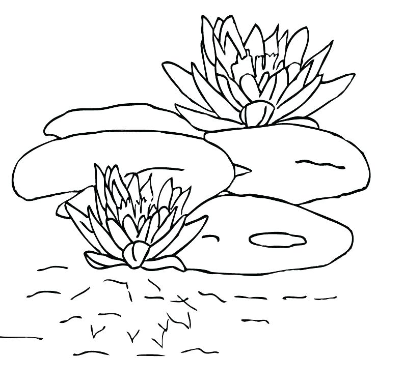 793x759 Lily Pad Coloring Page Calla Lily Coloring Pages Page Lily Pad