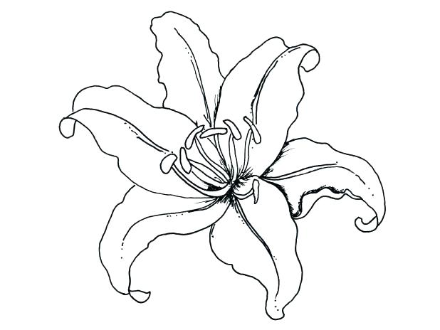 618x464 Outline Lily Flower Tattoos Design Outline Lily Flower Tattoos
