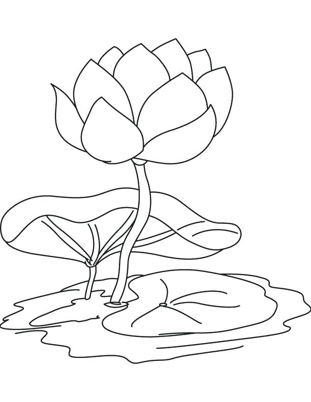612x792 Water Lily Pad Coloring Page Together With Lily Pad Outline