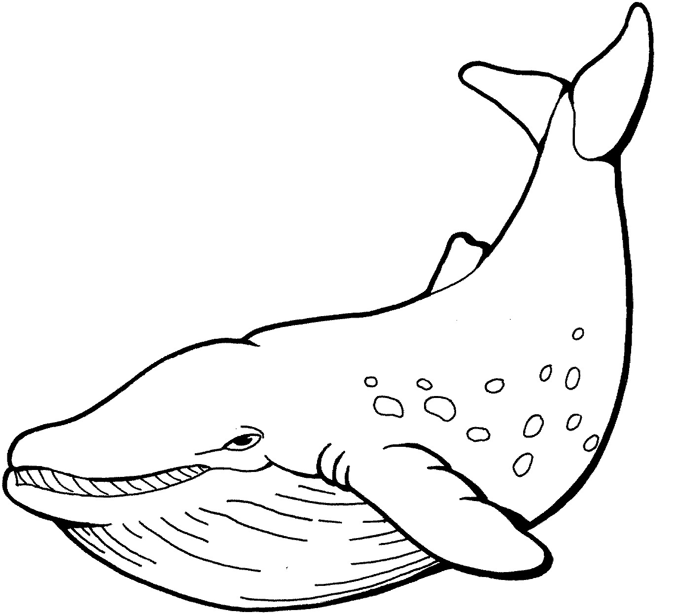 1369x1245 Collection Of Baleen Whale Drawing High Quality, Free