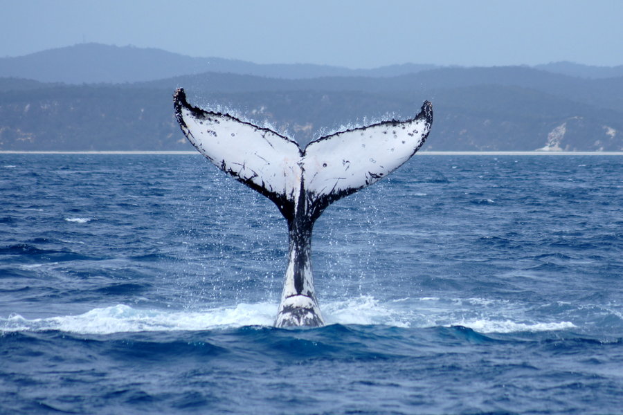 900x600 Humpback Whale Tail By Catbalouu