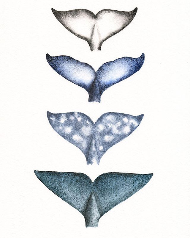 640x800 Orca, Humpback, Gray Amp Sperm Whale Tails, Painted With Black