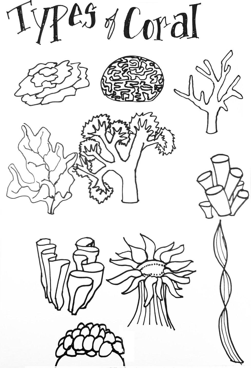 1030x1509 Types Of Coral