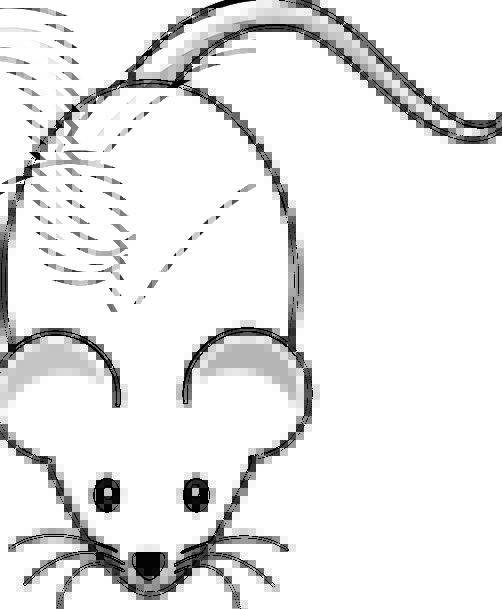 502x609 Mouse, Animal, Physical, Rodent, Whisker, Mammal, Creature, Pest