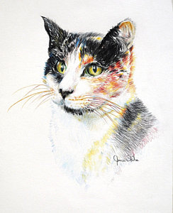 244x300 Whisker Drawings