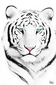 183x275 Image Result For How To Draw A Tiger Face Step By Step Random