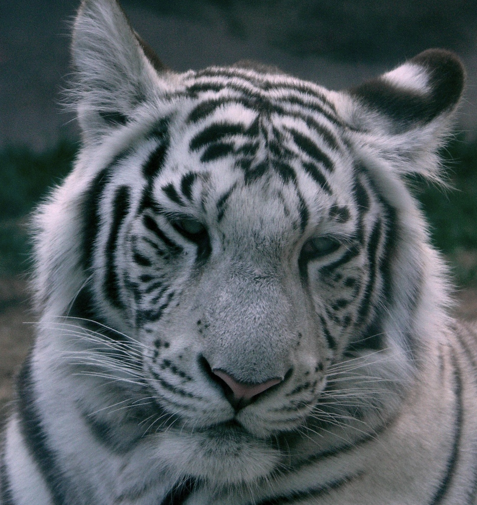 931x986 Drawn White Tiger Siberian Tiger