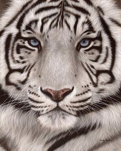 236x294 Most Beautiful Big Cat! Passion En Images Cat