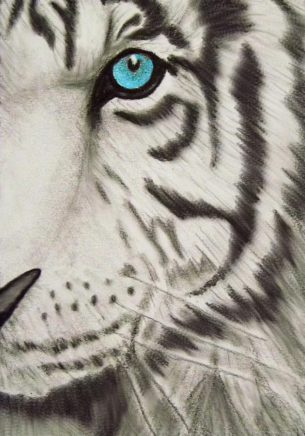 629x900 White Tiger's Eye Drawing By Tanya Arends