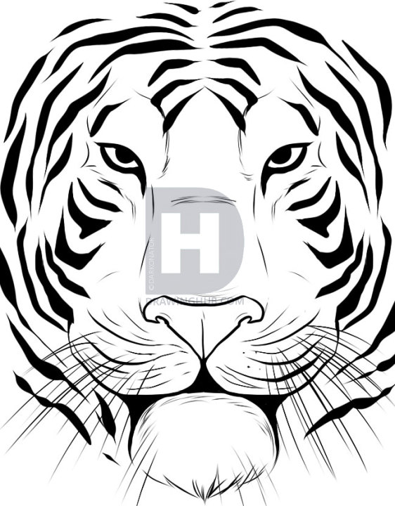 562x720 How To Draw A Tiger Face, Step By Step, Drawing Guide, By