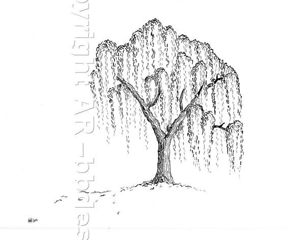 Willow Tree Vector at GetDrawings | Free download