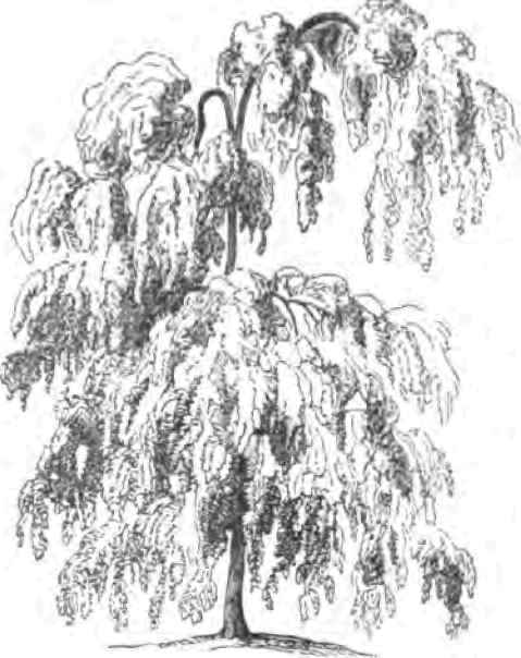 479x604 Weeping Willow Coloring Pages
