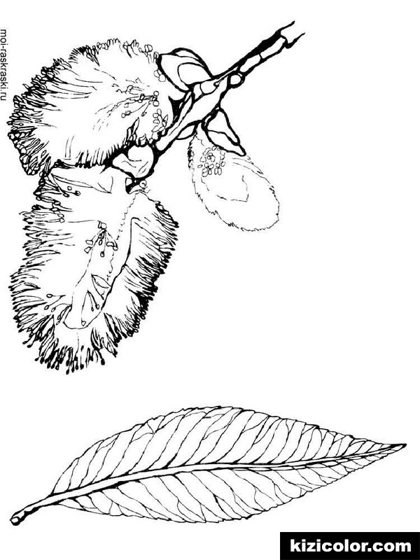 600x800 Willow Tree 1