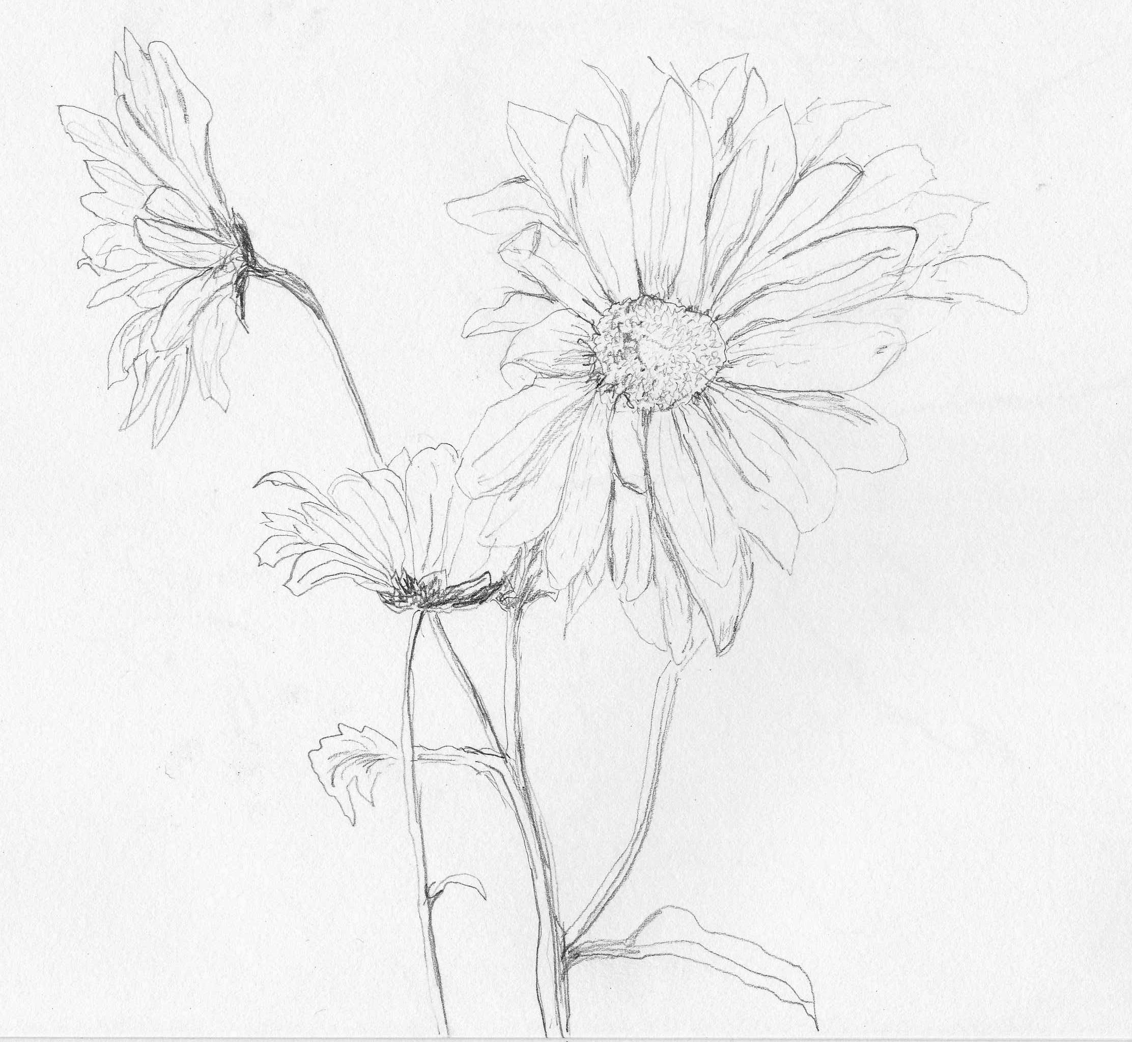 2224x2048 A Drawing A Day Week Six Rachel Funk Heller