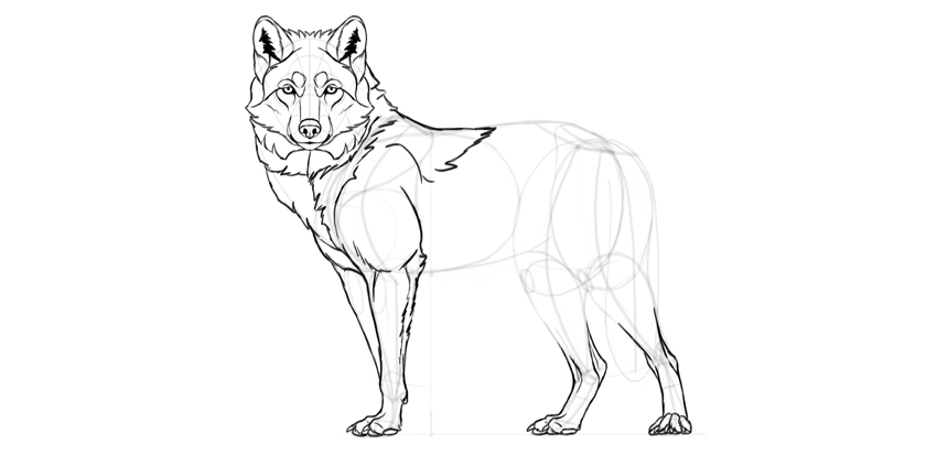 850x413 How To Draw A Wolf Step By Step