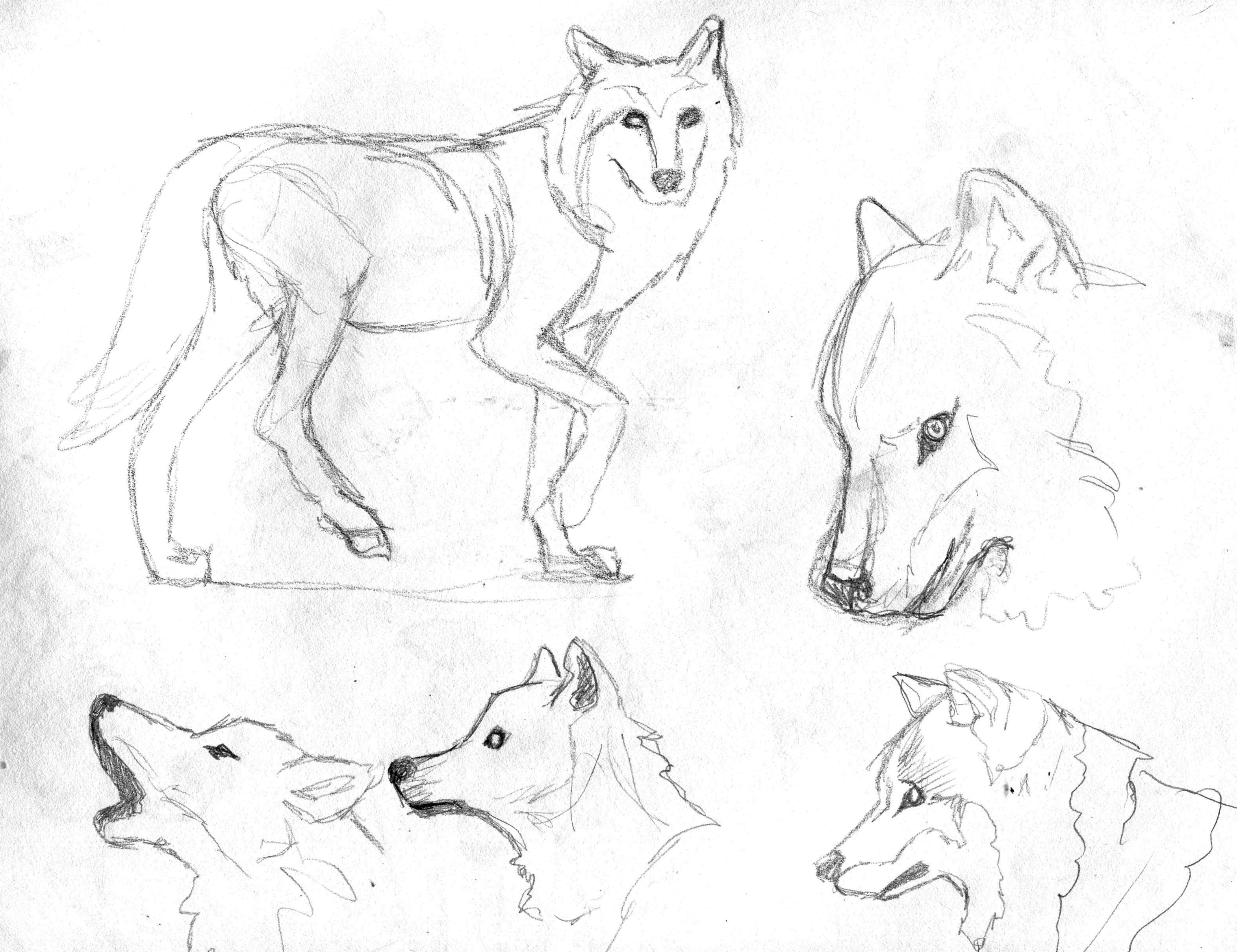 Wolf Front View Drawing at GetDrawings | Free download