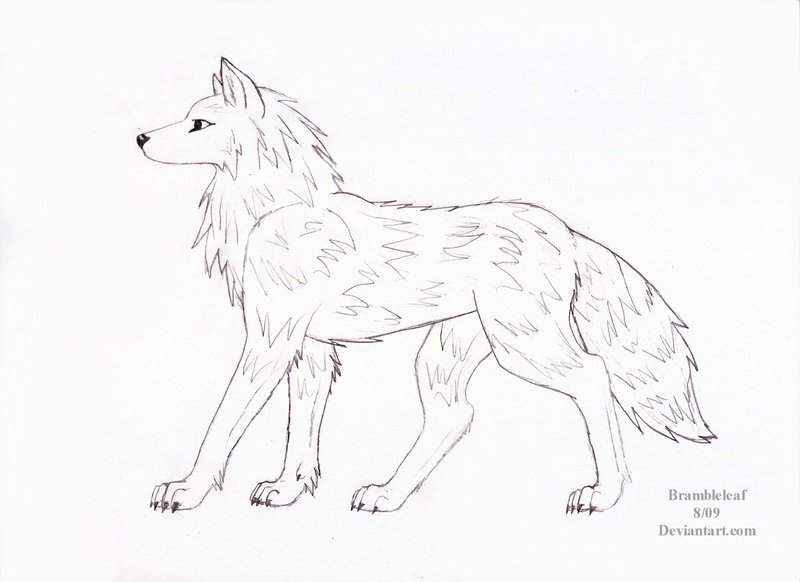 800x582 Wolf Side View By Brambleleaf