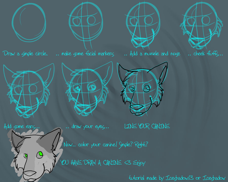 900x720 Wolf Front View Tutorial By Iceshadow13