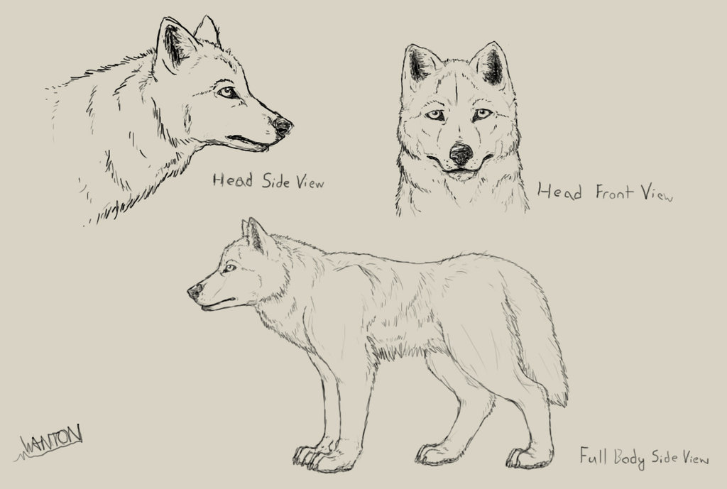 1024x689 Wolf Sketches By Wanton Fox