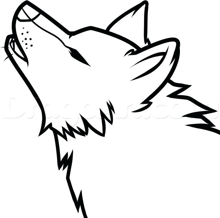 736x728 How To Draw A Wolf Also Wolf Drawing Easy Score Draw Wolves Olb