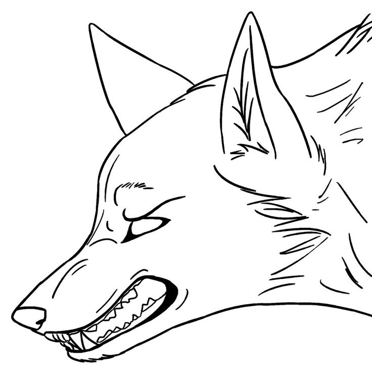 Wolf Head Side View Drawing at GetDrawings | Free download