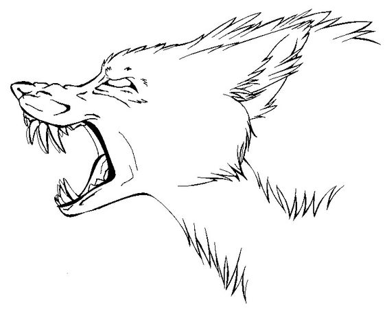 564x463 Collection Of Snarling Wolf Side View Drawing High Quality
