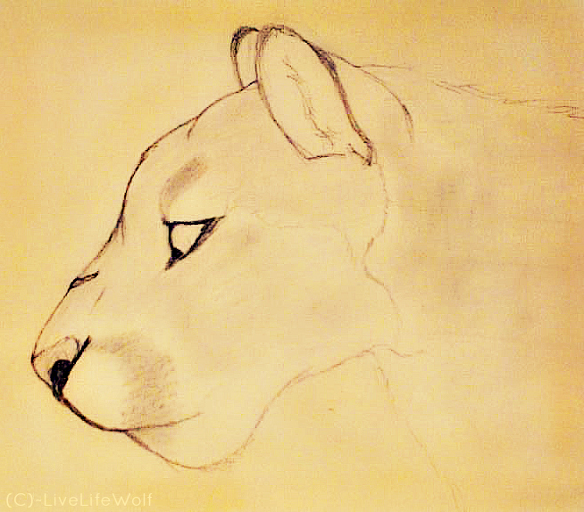 654x574 Regal Cougar Head Side View By Livelifewolf