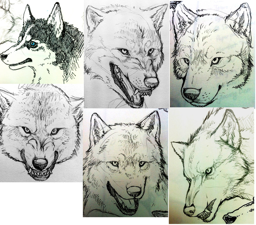 1024x901 Wolf Head Sketches By Byowt1125