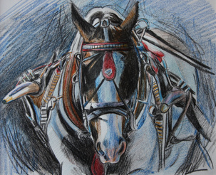 303x246 Pencil Drawings Of Animals And Pets From Ej Lazenby