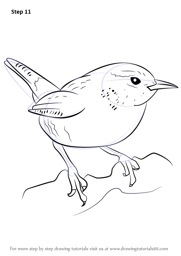 596x842 Learn How To Draw A Wren (Birds) Step By Step Drawing Tutorials