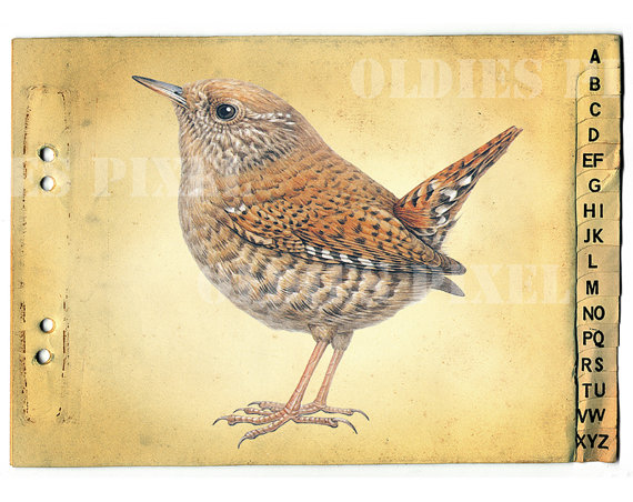 570x452 Troglodytes Troglodytes Winter Wren Animal Insect Drawing