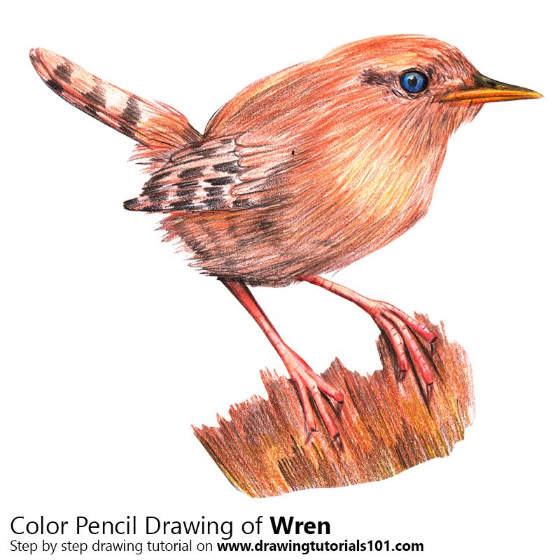 800x800 Wren Colored Pencils