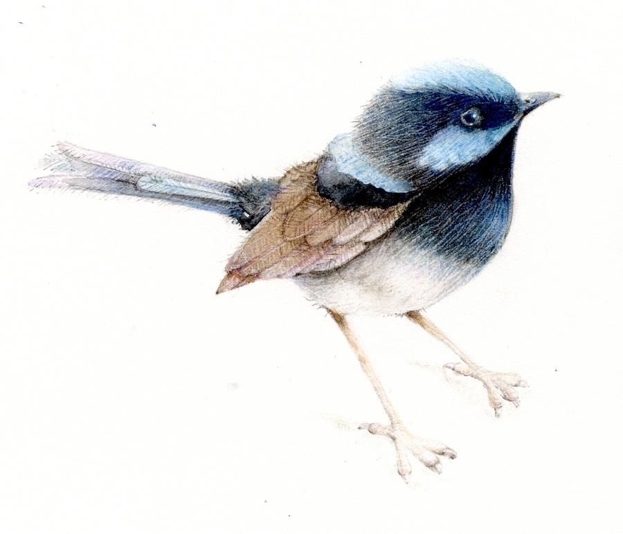 900x772 Drawings Of Blue Wrens